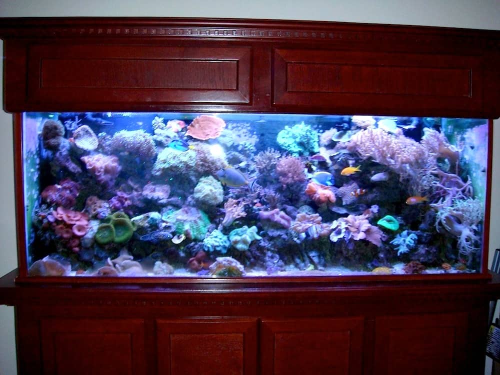 300 Gallon Living Reef