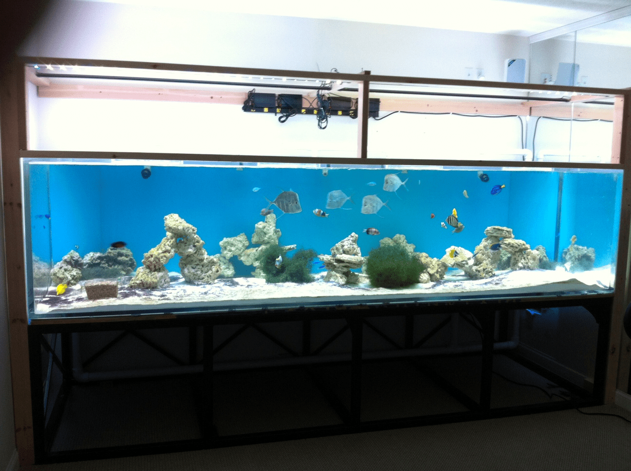1000 Gallon Fish Tank, 1000 Gallon Aquarium From SeaQuatic