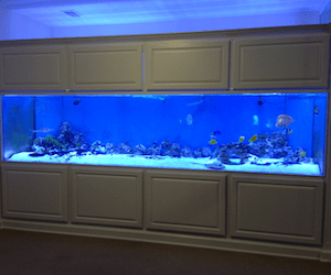 1000 gallon fish tank