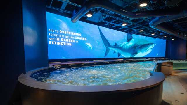 Aquarium of Americas Shark Touch Pool